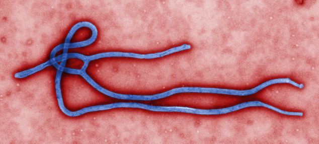 What Everybody Ought to Know About Ebola